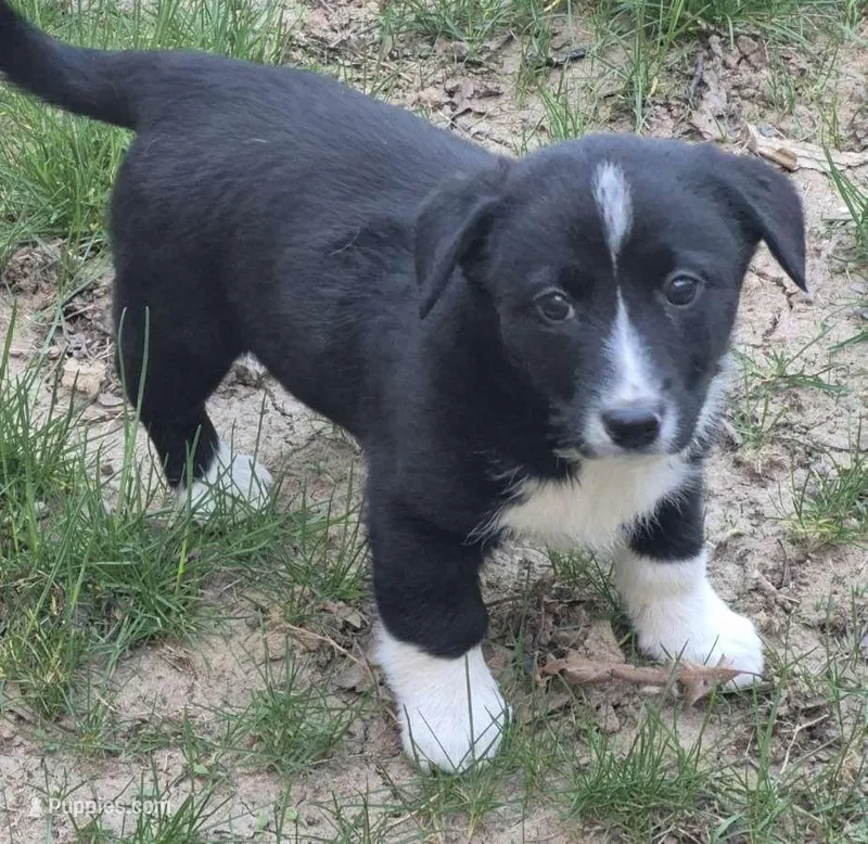 Ted – Cardigan Welsh Corgi, Pembroke Welsh Corgi puppy for sale in Telford, PA