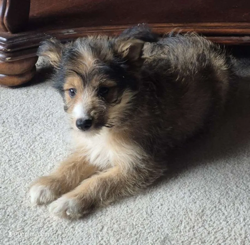 Bailey  – Shetland Sheepdog, Poodle - Miniature  puppy for sale in Telford, PA
