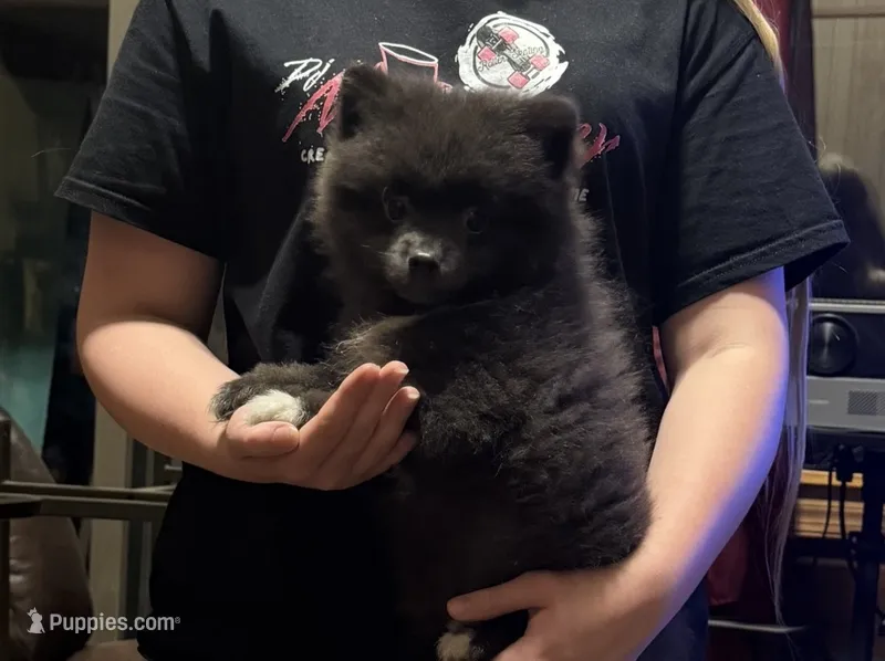Rebel  – Pomeranian puppy for sale in Telford, PA