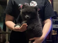 Rebel , a male Pomeranian for sale in Telford, PA – 1 of 1