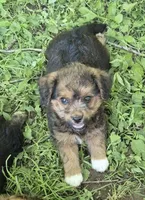 Angie , a female Pembroke Welsh Corgi and Poodle - Toy  for sale in Telford, PA – 4 of 5