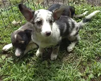 Miley , a female Pembroke Welsh Corgi and Miniature Australian Shepherd for sale in Telford, PA – 2 of 2