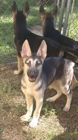 Dozer , a male German Shepherd Dog for sale in Telford, PA – 3 of 3