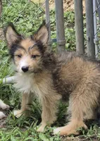 Bailey , a female Shetland Sheepdog for sale in Telford, PA – 5 of 6