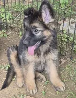 Bailey , a female German Shepherd Dog for sale in Telford, PA – 4 of 6
