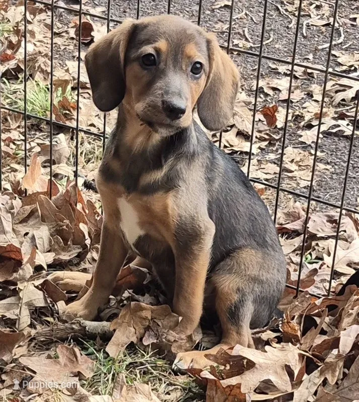Sarah  – Dachshund puppy for sale in Telford, PA