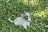 Izzy , a female Miniature Aussiedoodle for sale in Telford, PA – 2 of 3