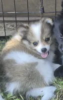 Max , a male Pomeranian for sale in Telford, PA – 2 of 5