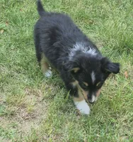 Dani , a male Shetland Sheepdog for sale in Telford, PA – 2 of 4