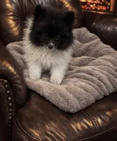 Oreo , a female Pomeranian for sale in Telford, PA – Photo 2 of 3
