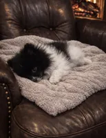 Oreo , a female Pomeranian for sale in Telford, PA – Photo 1 of 3