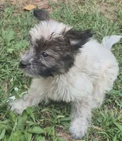 Eliot , a male Yorkipoo for sale in Telford, PA – 2 of 3