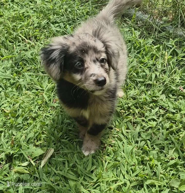 duke  – Miniature Aussiedoodle puppy for sale in Telford, PA
