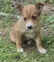 Brenda , a female Cardigan Welsh Corgi and Chihuahua for sale in Telford, PA – 4 of 5