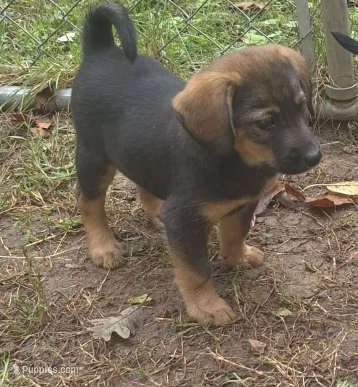 Bagel  – Beagle, Dachshund puppy for sale in Telford, PA