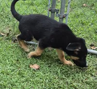 Ben , a male German Shepherd Dog and Siberian Husky for sale in Telford, PA – 4 of 7