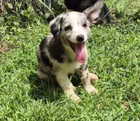 Princess , a female Pembroke Welsh Corgi and Miniature Australian Shepherd for sale in Telford, PA – 7 of 7
