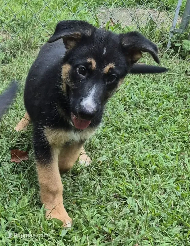Ben  – German Shepherd Dog, Siberian Husky puppy for sale in Telford, PA