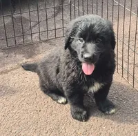 Bella , a female Bernese Mountain Dog and Golden Retriever for sale in Telford, PA – 2 of 4