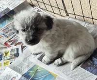 Sandy , a female Poodle - Toy  and Miniature Australian Shepherd for sale in Telford, PA – Photo 5 of 5