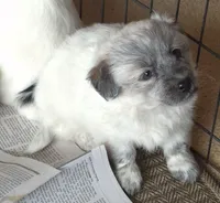 Sandy , a female Poodle - Toy  and Miniature Australian Shepherd for sale in Telford, PA – Photo 4 of 5