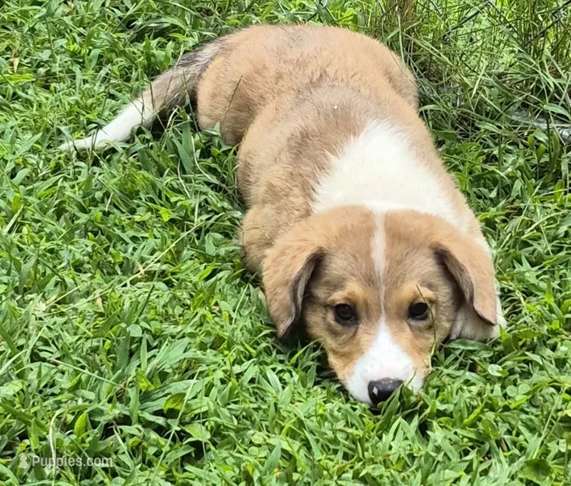 Brownie  – Pembroke Welsh Corgi, Miniature Australian Shepherd puppy for sale in Telford, PA