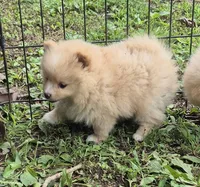 Molly , a female Pomeranian for sale in Telford, PA – 3 of 5