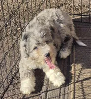 Cookie , a female Miniature Bernedoodle for sale in Telford, PA – Photo 4 of 5
