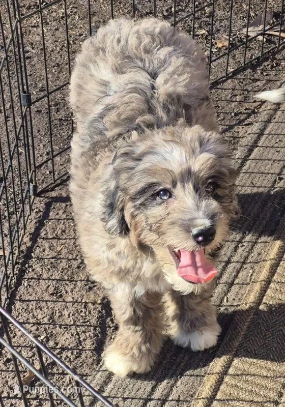Cookie  – Miniature Bernedoodle puppy for sale in Telford, PA