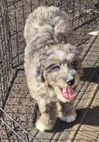 Cookie , a female Miniature Bernedoodle for sale in Telford, PA – Photo 1 of 5