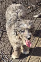 Cookie , a female Miniature Bernedoodle for sale in Telford, PA – Photo 2 of 5