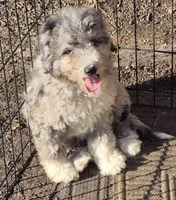 Cookie , a female Miniature Bernedoodle for sale in Telford, PA – Photo 3 of 5