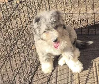 Cookie , a female Miniature Bernedoodle for sale in Telford, PA – Photo 5 of 5