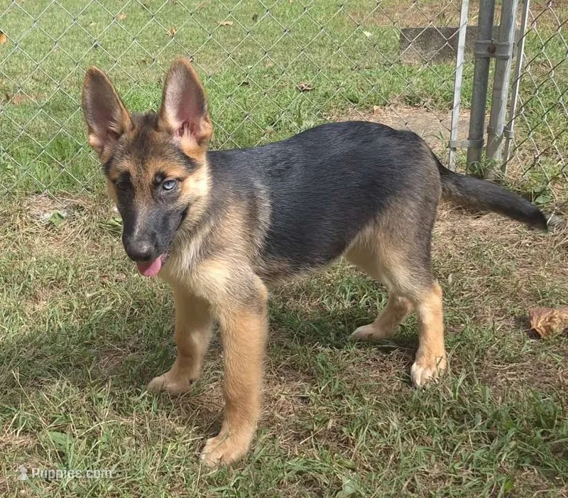 Tulip  – German Shepherd Dog puppy for sale in Telford, PA