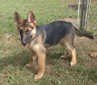 Tulip , a female German Shepherd Dog for sale in Telford, PA – 1 of 5