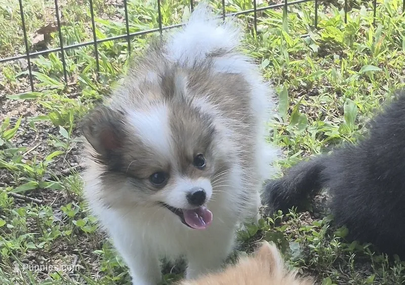 Max  – Pomeranian puppy for sale in Telford, PA