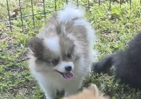 Max , a male Pomeranian for sale in Telford, PA – 1 of 5
