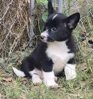 Ella , a female Cardigan Welsh Corgi and Pembroke Welsh Corgi for sale in Telford, PA – Photo 5 of 6