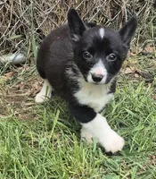 Ella , a female Cardigan Welsh Corgi and Pembroke Welsh Corgi for sale in Telford, PA – Photo 4 of 6