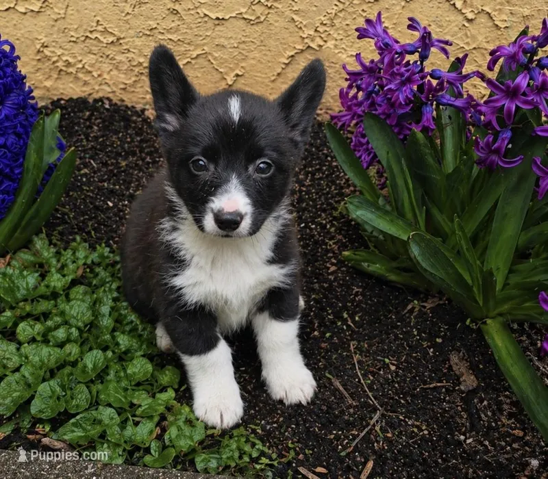 Ella , a female Cardigan Welsh Corgi and Pembroke Welsh Corgi for sale in Telford, PA – Photo 1 of 6