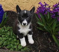 Ella , a female Cardigan Welsh Corgi and Pembroke Welsh Corgi for sale in Telford, PA – Photo 1 of 6