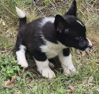 Ella , a female Cardigan Welsh Corgi and Pembroke Welsh Corgi for sale in Telford, PA – Photo 6 of 6