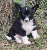 Ella , a female Cardigan Welsh Corgi and Pembroke Welsh Corgi for sale in Telford, PA – Photo 3 of 6