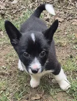 Ella , a female Cardigan Welsh Corgi and Pembroke Welsh Corgi for sale in Telford, PA – Photo 2 of 6