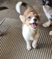 Pixle , a female Pembroke Welsh Corgi and Miniature Australian Shepherd for sale in Telford, PA – 1 of 3