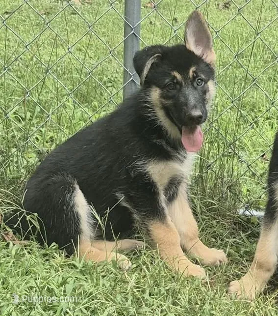 Lilly  – German Shepherd Dog puppy for sale in Telford, PA