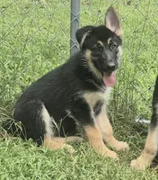 Lilly , a female German Shepherd Dog for sale in Telford, PA – 1 of 4