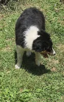 Dexter , a female Australian Shepherd for sale in Telford, PA – 3 of 3