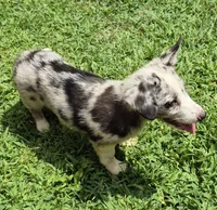Princess , a female Pembroke Welsh Corgi and Miniature Australian Shepherd for sale in Telford, PA – 3 of 7