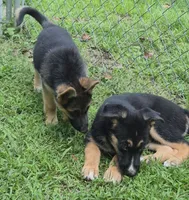 Ben , a male German Shepherd Dog and Siberian Husky for sale in Telford, PA – 2 of 7